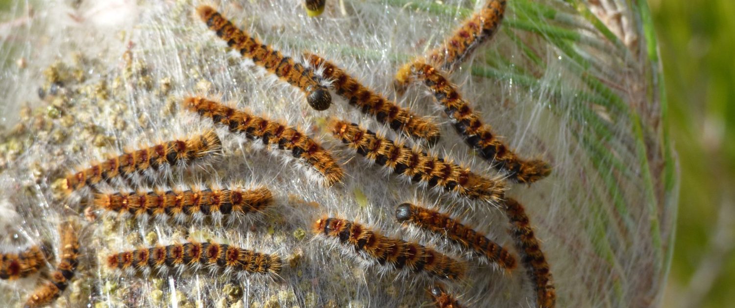 the-pine-processionary-moth-2032328-actu