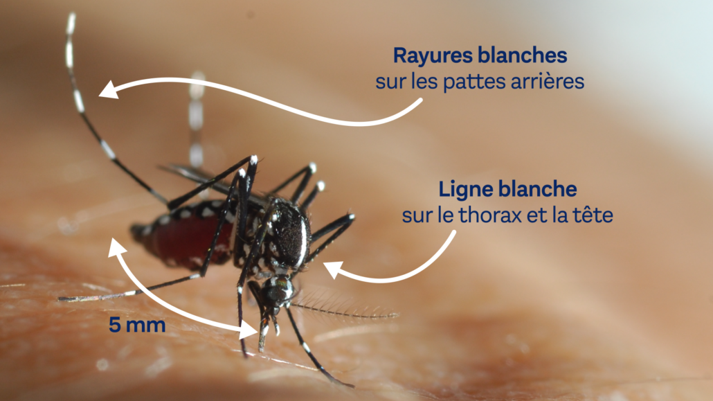 VIE QUOT - Moustique